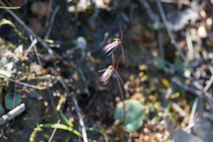 Cyrtostylis reniformis
