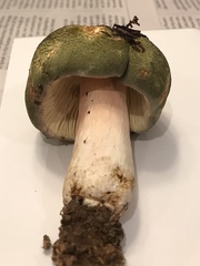 Russula olivacea