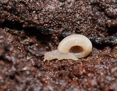 Meredithena dandenongensis