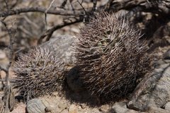Acanthocalycium thionanthum