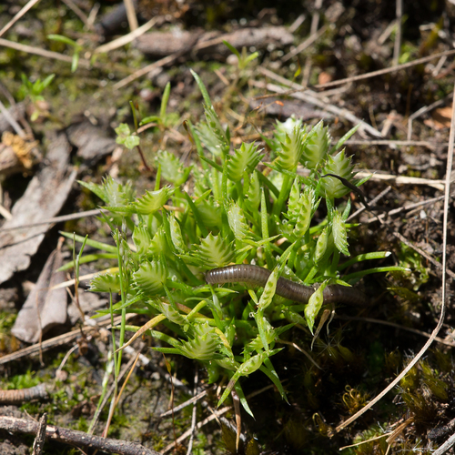 Aphelia pumilio