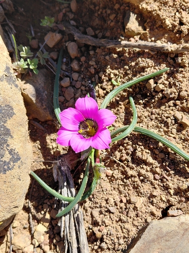 Barred Froetang (Romulea atrandra)