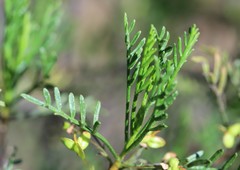 Dodonaea inaequifolia
