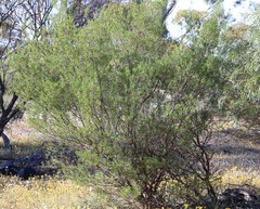 Dodonaea inaequifolia
