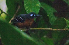 Myrmelastes hyperythrus