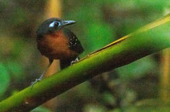 Myrmelastes hyperythrus