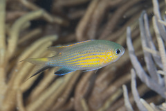 Pycnochromis vanderbilti