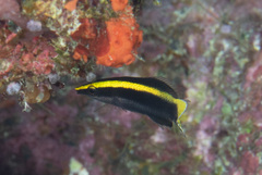 Labroides bicolor