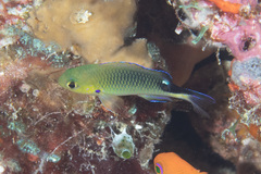 Pomachromis richardsoni