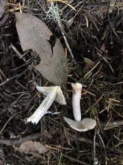 Inocybe lilacina