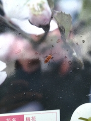 Physopelta quadriguttata