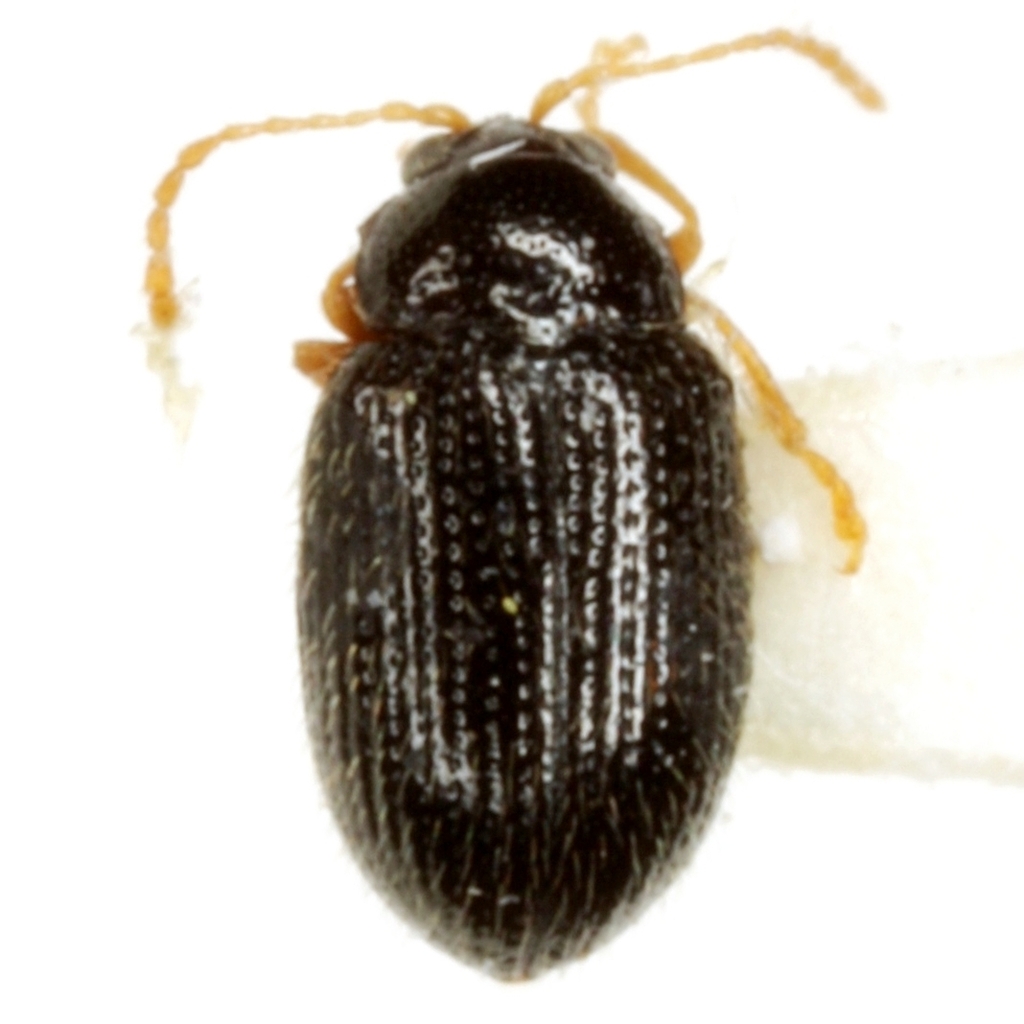 Chile Pequin Epitrix