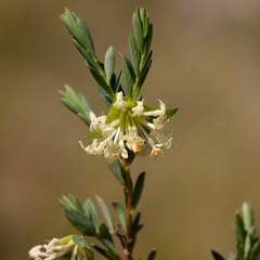 Pimelea linifolia linifolia