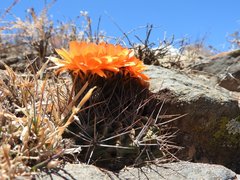 Acanthocalycium ferrarii