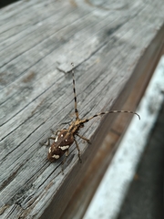 Paraleprodera itzingeri