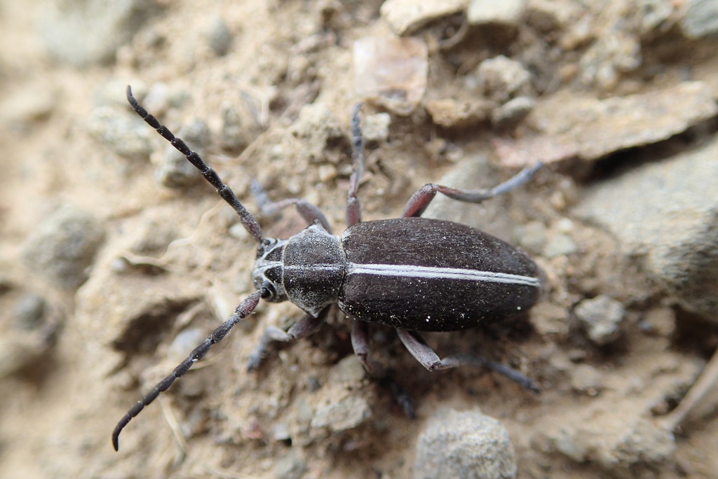 Dorcadion minutum