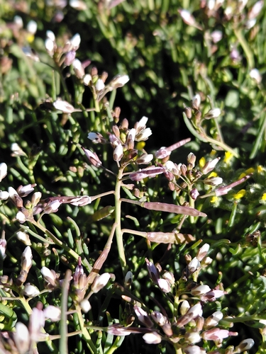 Roggeveld Sunspurge (Heliophila roggeveldensis)