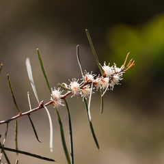 Hakea carinata