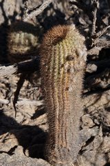 Acanthocalycium thionanthum