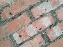 Physopelta quadriguttata