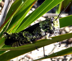 Cirphula pyrrhocnemis