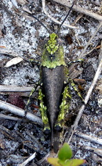 Cirphula pyrrhocnemis