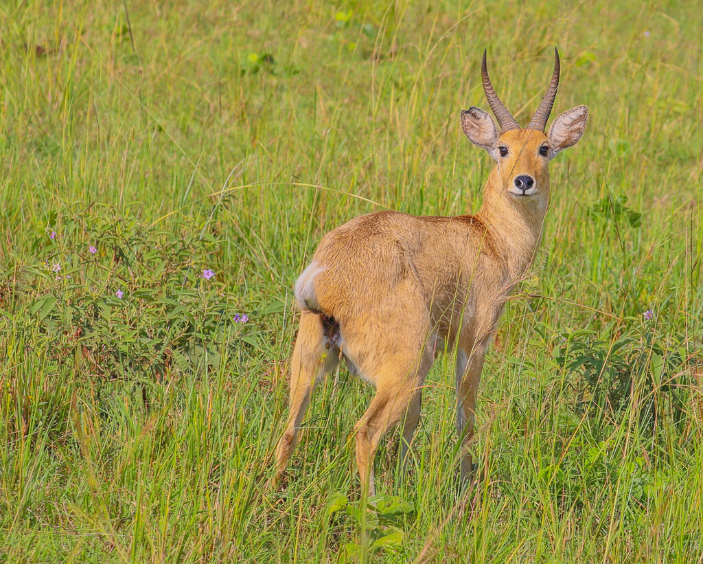 Redunca redunca, Karenga, Uganda, by rwcannon57