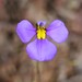 Lobelia heterophylla - Photo (c) overlander (Gerald Krygsman), some rights reserved (CC BY-NC), uploaded by overlander (Gerald Krygsman)