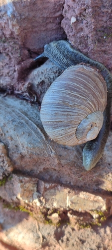Humboldtiana queretaroana