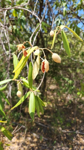Morisonia ferruginea (Morisonia ferruginea)