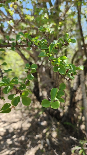 Leuenbergeria portulacifolia, photograph 5
