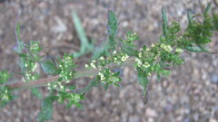 Lambs Quarters (Chenopodium album)