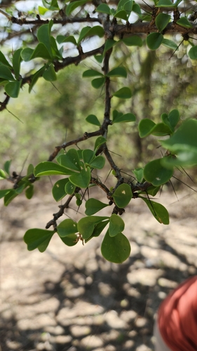 Leuenbergeria portulacifolia, photograph 6