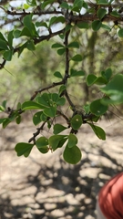 Leuenbergeria portulacifolia, photograph author not stated, no rights reserved
