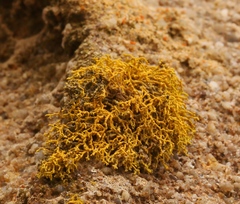 Polycauliona coralloides