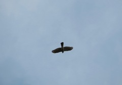 Accipiter gularis