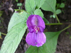 Impatiens puberula