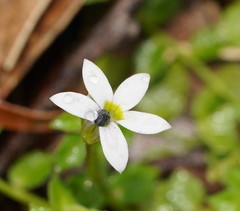 Lobelia pedunculata
