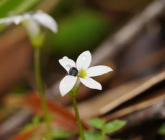 Lobelia pedunculata