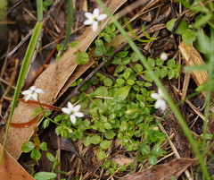 Lobelia pedunculata