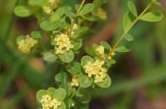 Pimelea flava flava