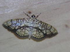 Haritalodes obliqualis