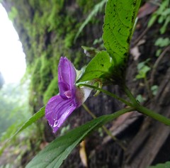 Impatiens puberula