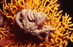 Conocladus australis