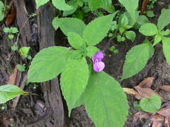 Impatiens puberula