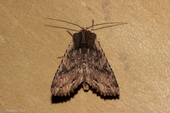 Meterana alcyone