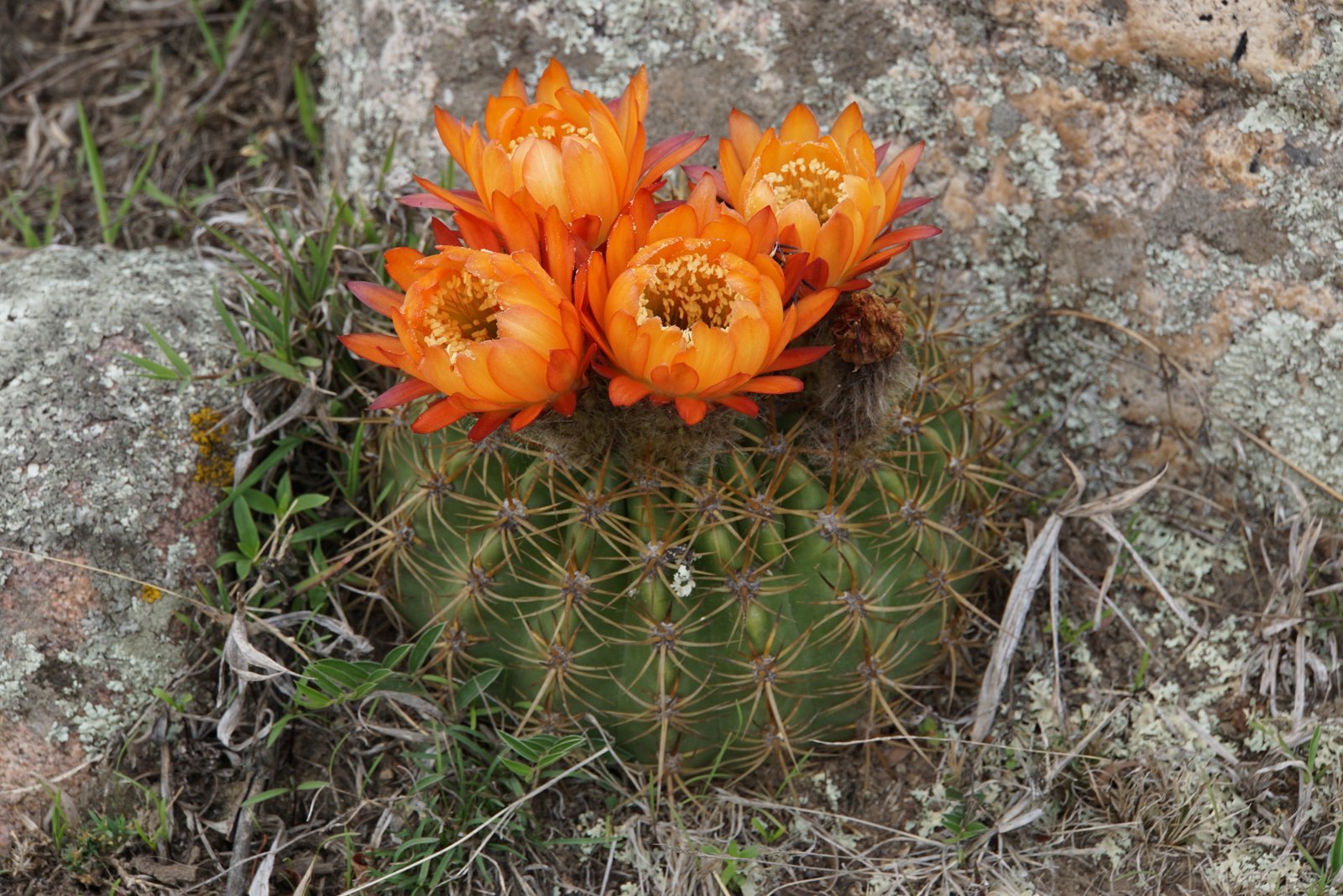 Genus Lobivia  iNaturalist