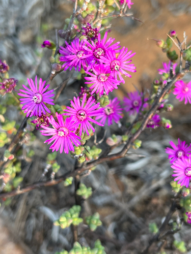 Thorn Tentfig (Ruschia cradockensis)