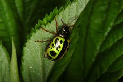 Calligrapha fulvipes