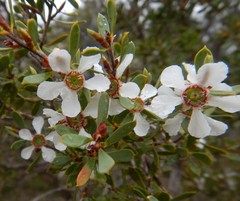 Leptospermum coriaceum